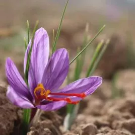 Thượng Phẩm Saffron Chân Tuyết Kashmir 