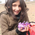 Thượng Phẩm Saffron Chân Tuyết Kashmir 