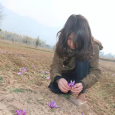 Thượng Phẩm Saffron Chân Tuyết Kashmir 