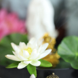 Nhang Nụ Hoàng Đàn Xông Thác Khói (gói 20 nụ)