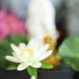 Nhang Nụ Hoàng Đàn Xông Thác Khói (gói 20 nụ)