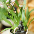 Sắc Xanh Vi Diệu Của DiopSide 