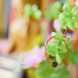 Hoa Sen Cát Tường Mang Lại Bình An May Mắn