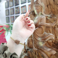 Vòng Tay Ngũ Sắc Chiên Đàn Trắng Thần Tài Siêu Thơm