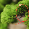 Vòng Tay Đỏ Hoa Mai Chiên Đàn Trắng