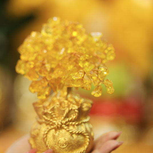 Cây Tài Lộc - Chiêu Tài Chiêu Lộc